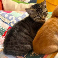 Photo of Shiitake