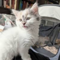 Photo of Crumpet