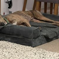 Photo of Buster, The Greyhound