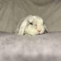 Photo of Count Von Count