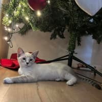 Photo of Luna