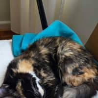 Photo of Cali
