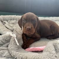 Photo of Daisy