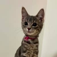 Photo of Maple