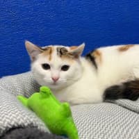 Photo of Patches