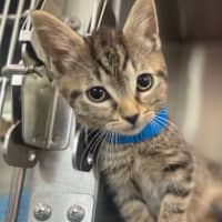 Photo of Pirate