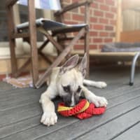 Photo of Apollo