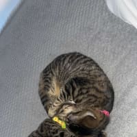 Photo of 💛Pinto And Mirabelle🩷