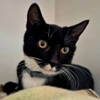 Photo of Riley (9032)