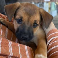 Photo of The Hawaiian Girls!