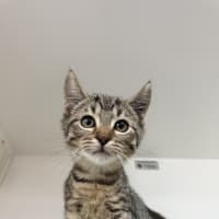 Photo of Rusty