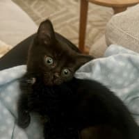 Photo of Burnt Marshmallow (Burni)