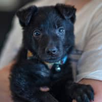 Photo of Biscuit