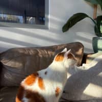 Photo of Gus   10 Year Old Domestic Short Hair