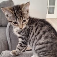 Photo of Harriet