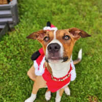 Photo of Gidget *$350 Adoption Fee*