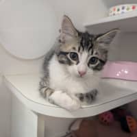 Photo of Lucky