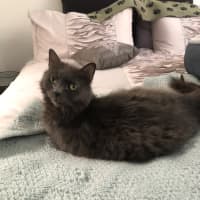 Photo of Gracie *9 Lives Project Rescue*