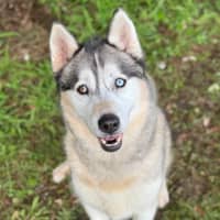 Photo of Luna