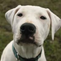 Photo of Snowball