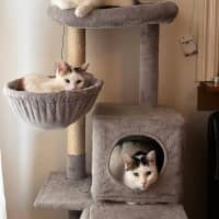 Photo of Minty, Ruby & Suki 
