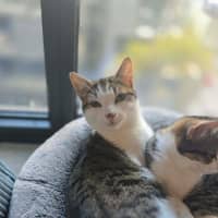 Photo of Meowcolm ** 2nd Chance Cat Rescue **
