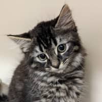 Photo of Lilly