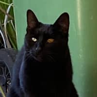 Photo of Miso