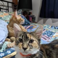 Photo of Tigger