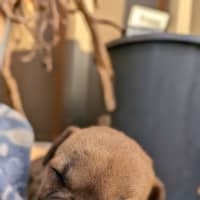Photo of Dot