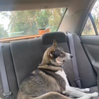 Photo of Snickers