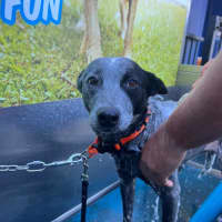 Photo of Shady   4 Year Old Cattle Dog