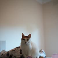 Photo of Waverley