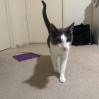 Photo of Felix The Cat!