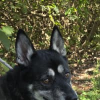 Photo of Kojack