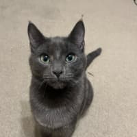 Photo of Ash (Bonded To Lyra)