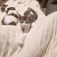 Photo of Rocket