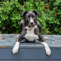 Photo of Goose