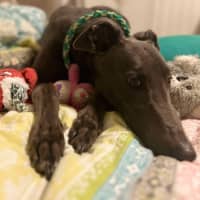 Photo of Mario, The Greyhound