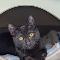 Photo of Olive