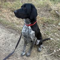 Photo of Rocco