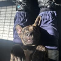 Photo of Bruce