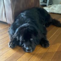 Photo of Barney   5 Year Old Newfoundland