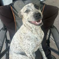 Photo of Indi   1 Year Old Great Dane X Cattle Dog