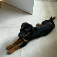 Photo of Skippy   4 Month Old Rottweiler X Shepherd