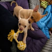 Photo of Lexi