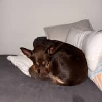 Photo of Rocky