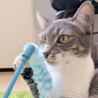 Photo of Nova