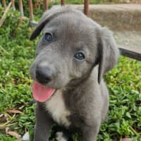 Photo of Toddles 
