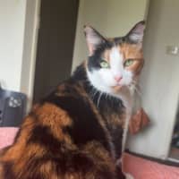 Photo of Maple